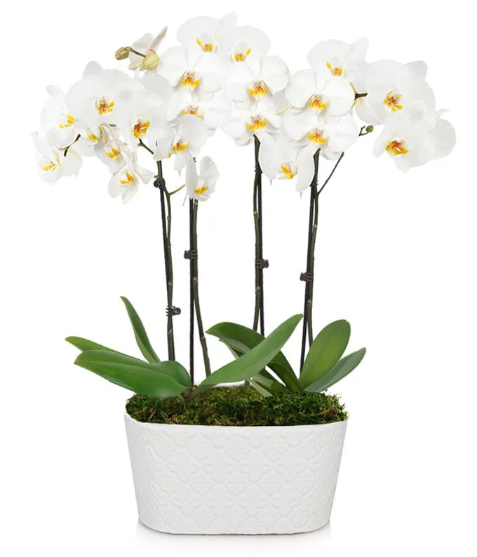 White Orchid Vase