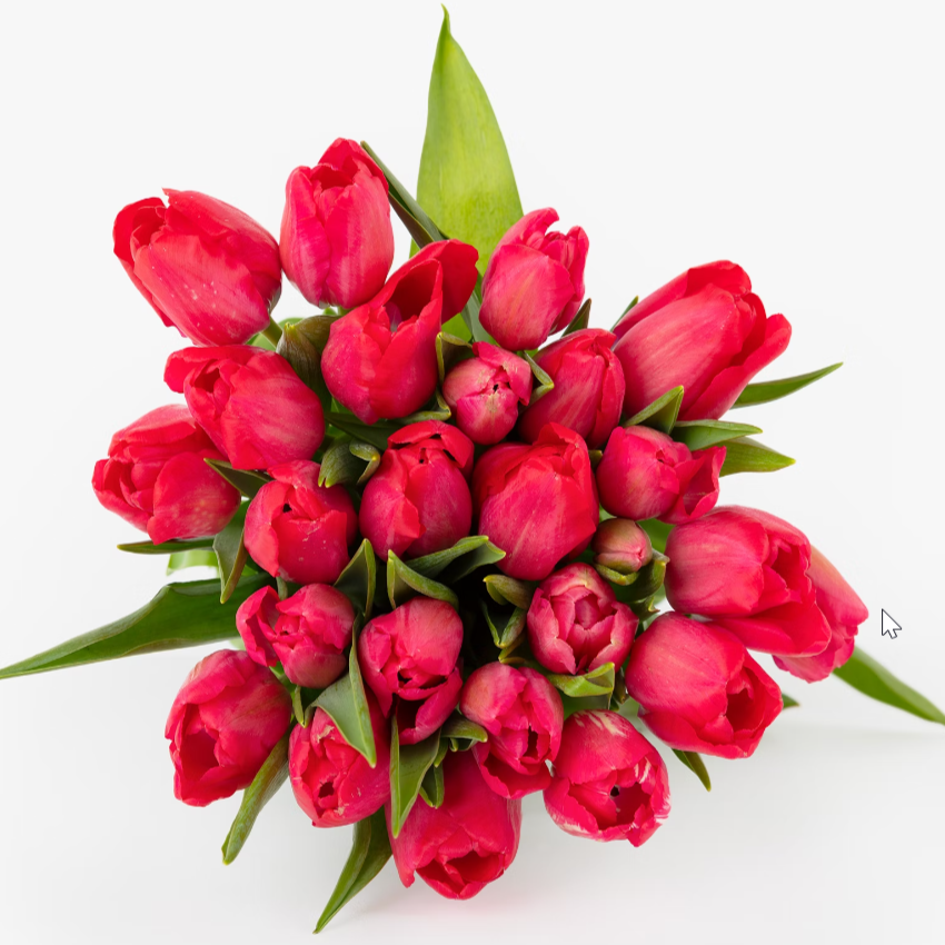 Red Tulip